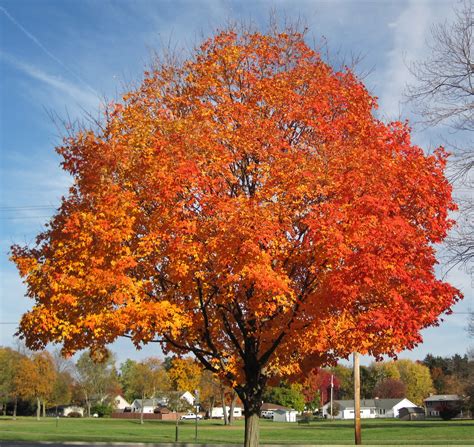 Acer saccharum (sugar maple tree in fall colors) (Country … | Flickr