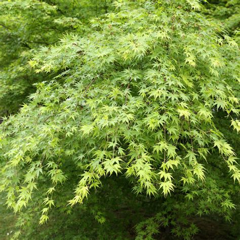 Seeds of ACER PALMATUM - Japanese Maple - The Original Garden