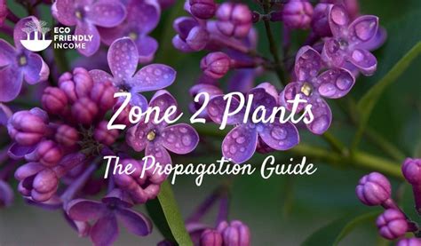 Zone 2 Perennial Shrubs & Flowers: The Propagation Guide