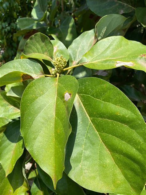 Bush Medicine - Natural Remedies From The Garden - Living the Island Life