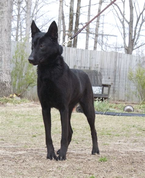 Black Malinois | Malinois dog, Belgian malinois dog, Black dogs breeds