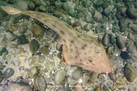 Shovelnose Guitarfish - Pseudobatos productus