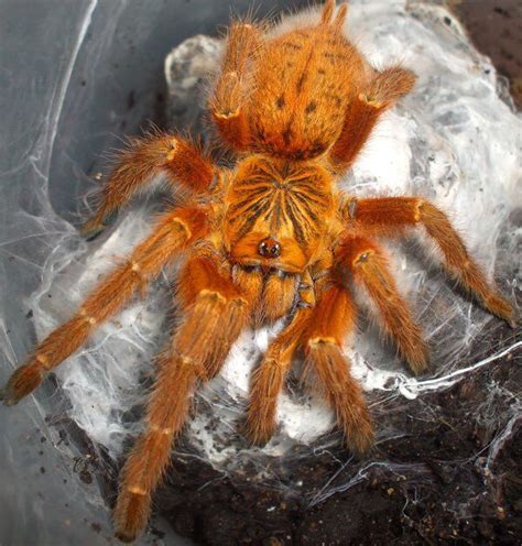 My OBT (Orange Bitey Thing) Baboon Tarantula | Spider, Arachnids ...