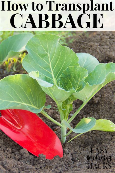 How to Transplant Cabbage Seedlings - Easy Gardening Hacks™