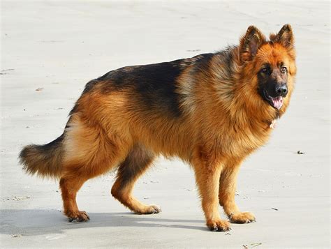 Long Haired German Shepherd - Top Guide - Animal Corner