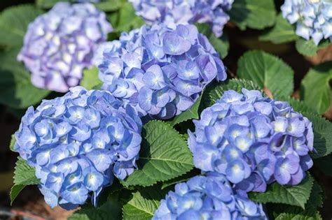 Premium Photo | Hydenyia flower in garden at spring day