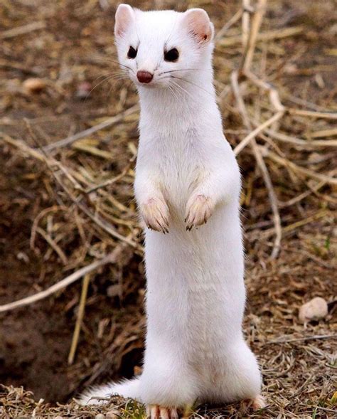 Long tailed wiesel Animals And Pets, Funny Animals, Cute Animals, Funny ...