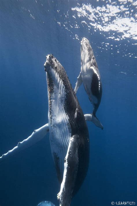 Beautiful Whale Photography (64 pics) - Izismile.com