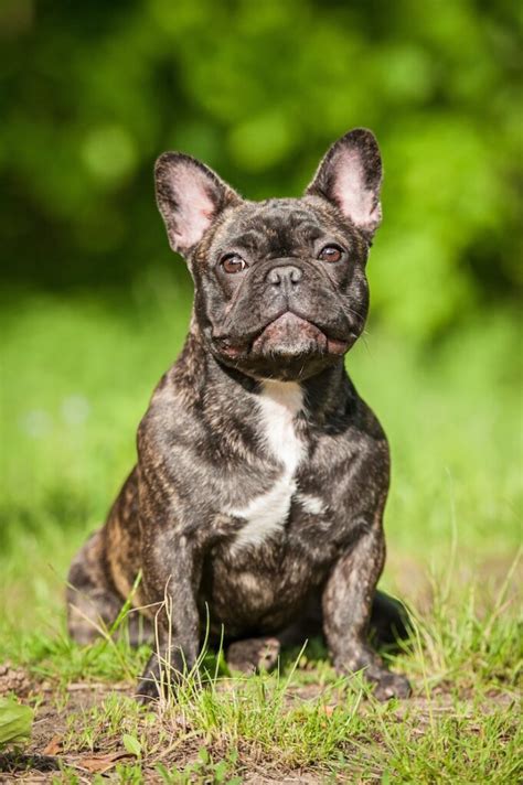 Mini French Bulldog: Size, Price, Health & Breed - Marvelous Dogs