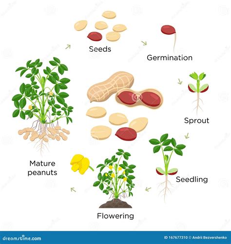 Peanut Growth Stages Vector Illustration in Flat Design. Planting ...