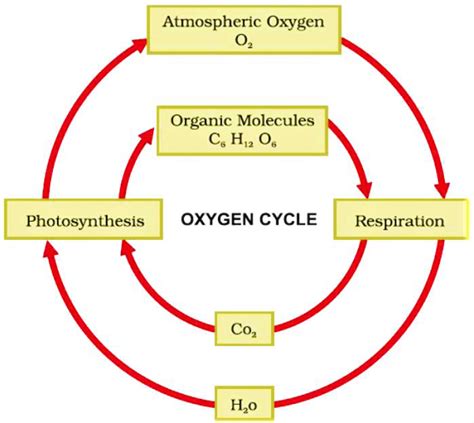 Draw A Labelled Diagram To Show The Oxygen Cycle In Nature