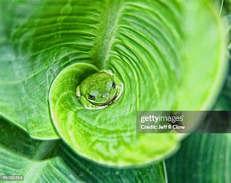 Green Tree Frog Habitat Photos and Premium High Res Pictures - Getty Images