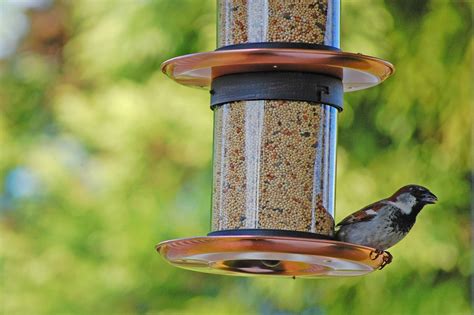 How to Feed San Diego's Backyard Birds | Install-It-Direct