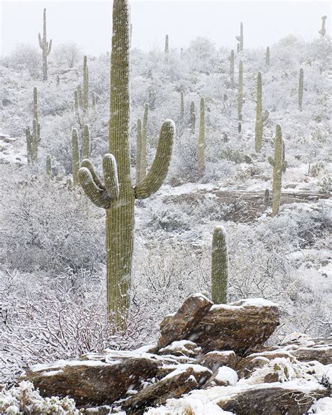 Sonoran Snowfall | Rincon Mountains, Arizona | Timm Chapman Photography