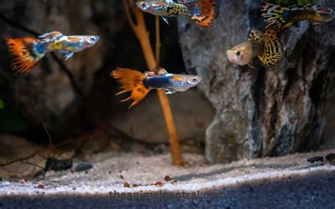 Expert Tips for Breeding Guppies: Keys to Successful Fishkeeping