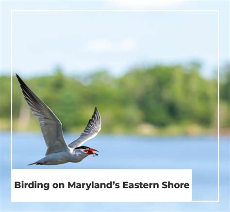 Birding On Maryland's Eastern Shore