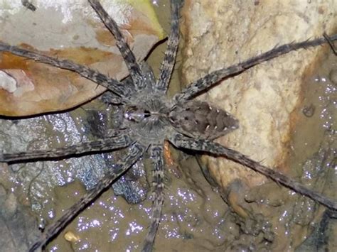 Indiana Spiders: Pictures and Identification - Green Nature