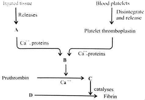 Coagulation