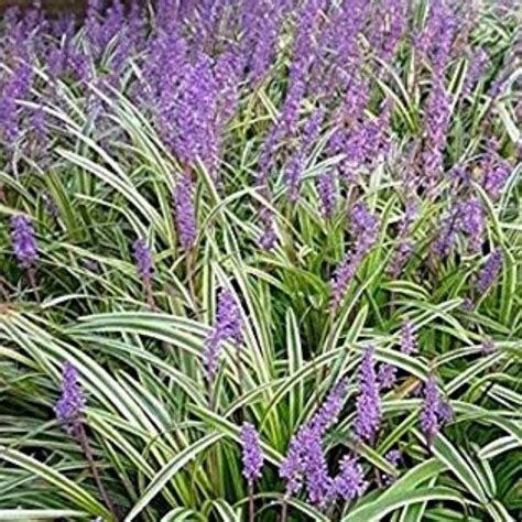 Liriope Variegated - Bergman Nurseries