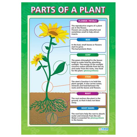 [DIAGRAM] Parts Of Plant Diagram For Kids - MYDIAGRAM.ONLINE