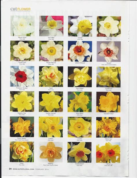 Daffodil Varieties | Daffodils, Daffodils planting, Front flower beds