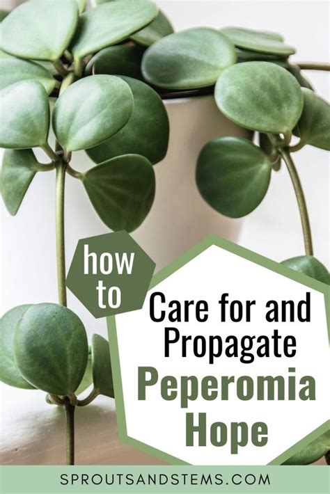 Peperomia Hope Care, Propagation, and More | Sprouts and Stems