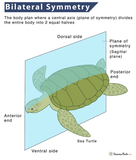 Biradial Symmetry