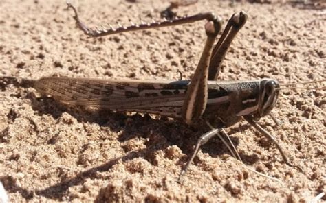 Plaga de langostas llega a Yucatán; campos y cultivos de 14 ranchos, en riesgo - PorEsto