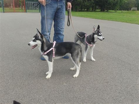 How Big Does A Pomsky Get - Pets Lovers