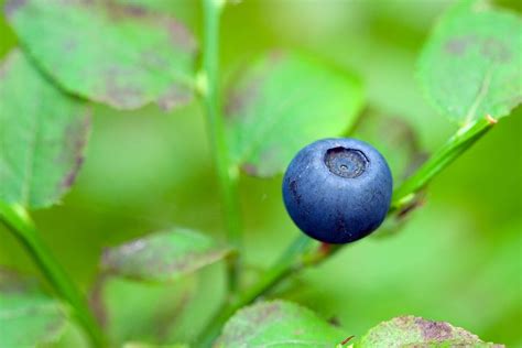 Blueberry Berry Blue - Free photo on Pixabay - Pixabay