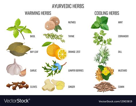 Ayurvedic warming and cooling herbs banner Vector Image