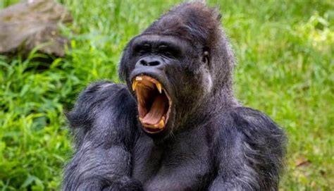 Do Gorillas Have Canine Teeth