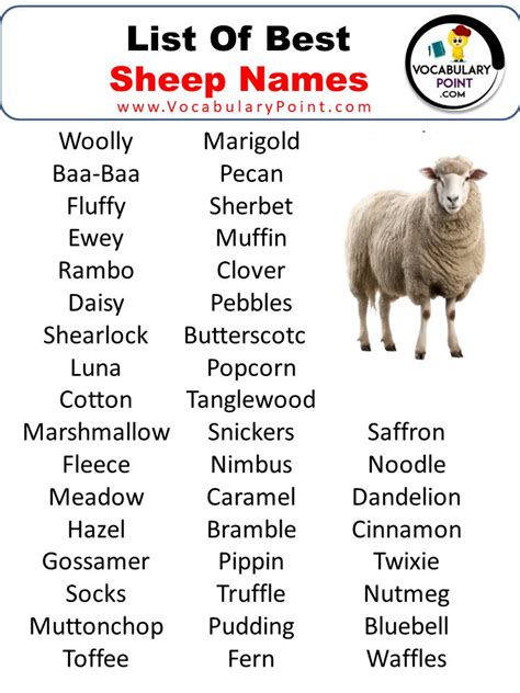 600 + Sheep Names (Best,Funny,Cool,Male & Female) | Sheep names, Sheep ...