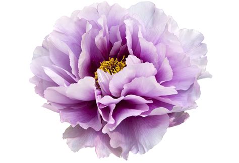 Peonies Transparent PNG | PNG Mart