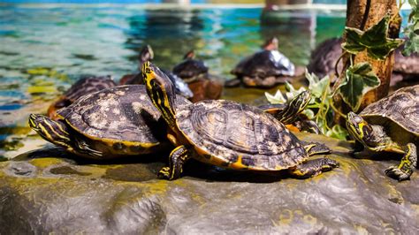 Turtle Basking: Everything You Need To Know – The Turtle Hub