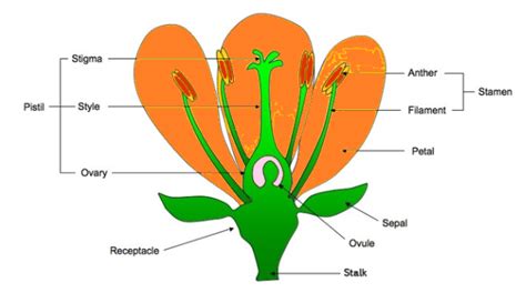 The anther and filament are parts of theA.PistilB.Receptacle C.PetalD ...