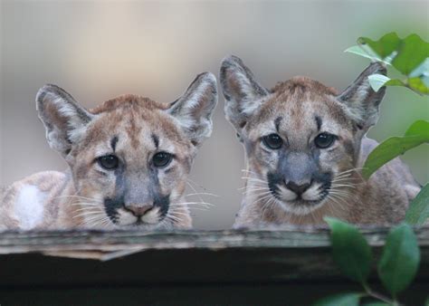 How To Deal With Florida's Growing Panther Population | WLRN