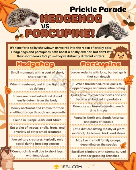 Hedgehog vs. Porcupine: What's the Difference Between Hedgehog and ...