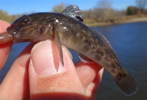 Ben Cantrell's fish species blog: Round Gobies in the Illinois River