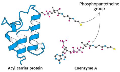 ACP (acyl carrier protein) | Leaders in Pharmaceutical Business ...