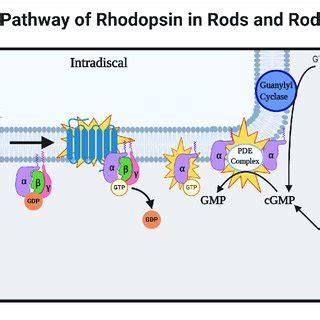 (PDF) Rhodopsin: A Potential Biomarker for Neurodegenerative Diseases