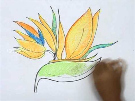 How to Draw The Bird of Paradise Flower - YouTube