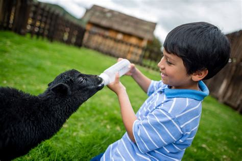 11 Books About the Jewish Value of Caring For Animals | Animals, Pet care, Stories for kids