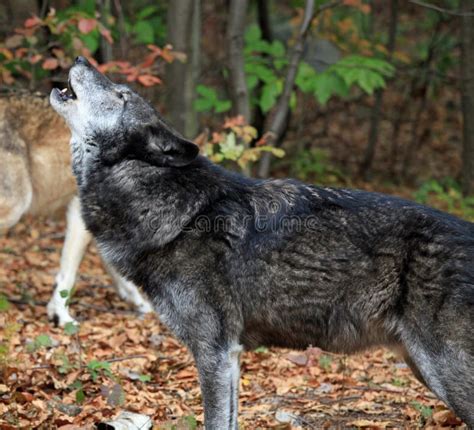 Wild wolf howling stock image. Image of animal, nature - 22050973