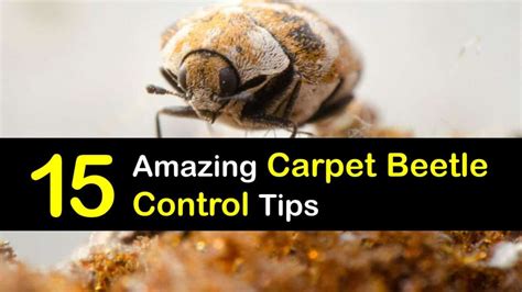 Controlling a Carpet Beetle Infestation - What You Need to Do