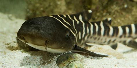 Zebra Shark – "OCEAN TREASURES" Memorial Library