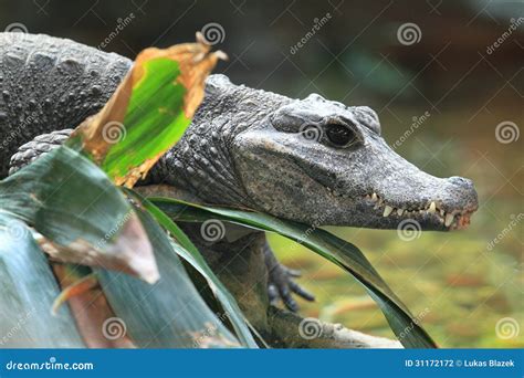 West African Dwarf Crocodile Stock Photography - Image: 31172172