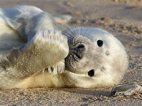 Record year for birth of grey seal pups around east coast | Express & Star