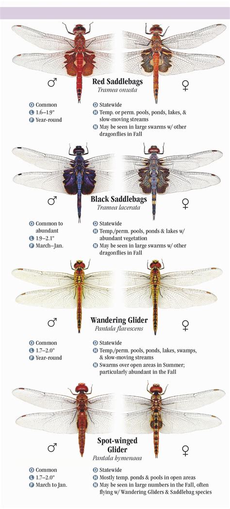 Dragonflies of Florida – Quick Reference Publishing Retail