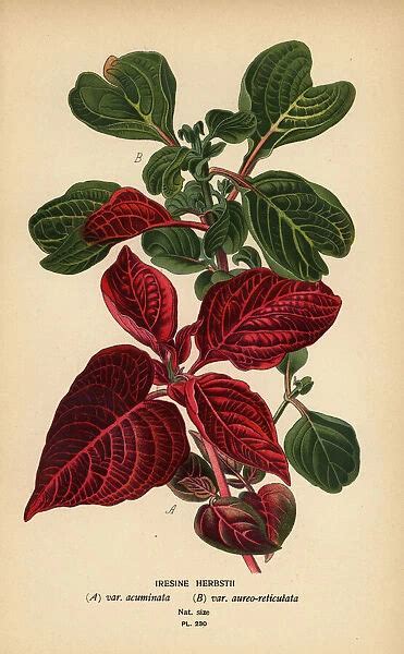 Herbsts bloodleaf varieties, Iresine herbstii a) var